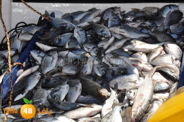 samak denisss (28).JPG